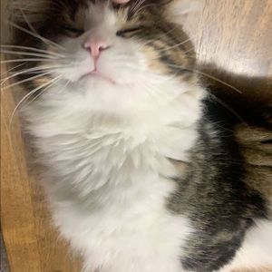 Meet your Posher, Millie